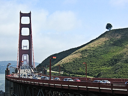 Golden Gate Bridge tree in San Francisco